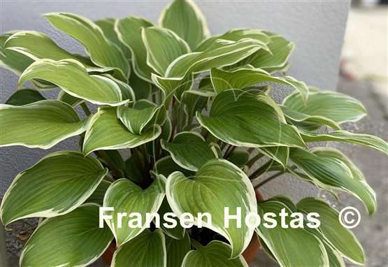 Hosta Lakeside Zesty Zeno